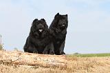 CHOW CHOW 053